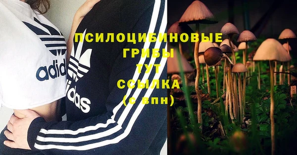 прущие грибы Алзамай